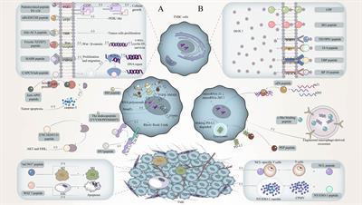 Facts and prospects of peptide in targeted therapy and immune regulation against triple-negative breast cancer